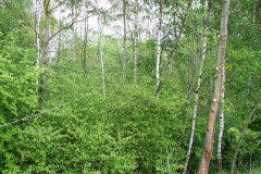 03-Maibaumfeier-2009