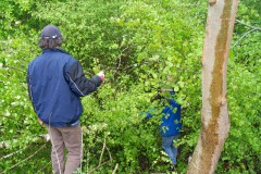 04-Maibaumfeier-2009