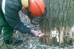 19-Motorsaegenkurs-2009