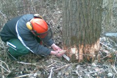 20-Motorsaegenkurs-2009