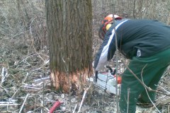 23-Motorsaegenkurs-2009