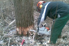 24-Motorsaegenkurs-2009