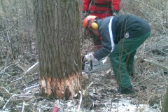 25-Motorsaegenkurs-2009